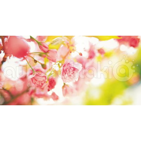 Πίνακας σε καμβά - Ροζ άνθη