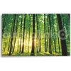 Πίνακας σε καμβά - Πυκνό δάσος