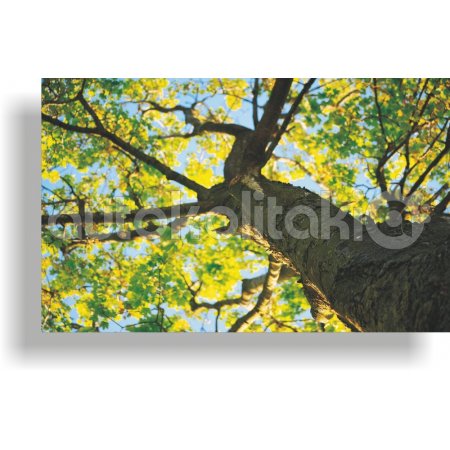 Πίνακας σε καμβά - Κορμός δέντρου