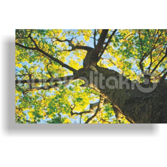 Πίνακας σε καμβά - Κορμός δέντρου Πίνακας σε καμβά - Κορμός δέντρου