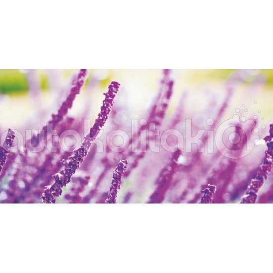 Πίνακας σε καμβά - Λεβάντα