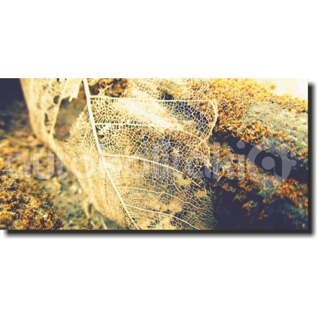 Πίνακας σε καμβά - Γυμνό φύλλο Πίνακας σε καμβά - Γυμνό φύλλο