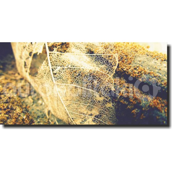 Πίνακας σε καμβά - Γυμνό φύλλο