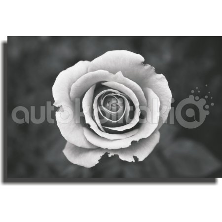Πίνακας σε Καμβά - Ασπρόμαυρο Άνθος