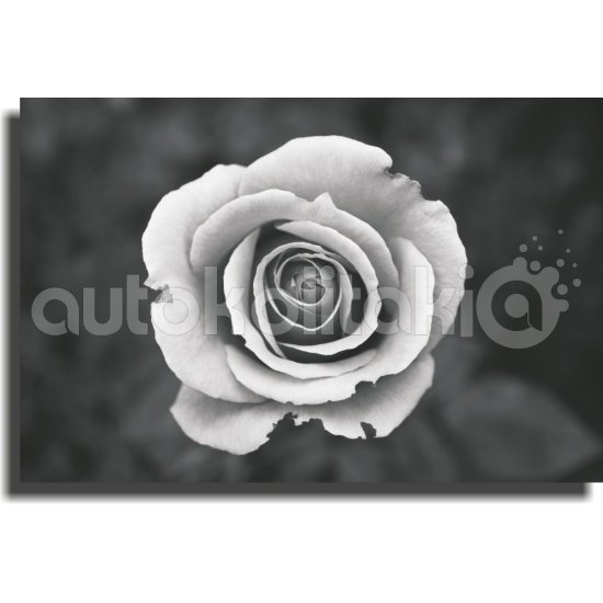 Πίνακας σε Καμβά - Ασπρόμαυρο Άνθος