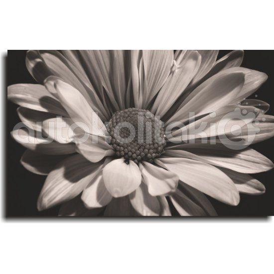Πίνακας σε Καμβά - Ασπρόμαυρος Ιλίανθος