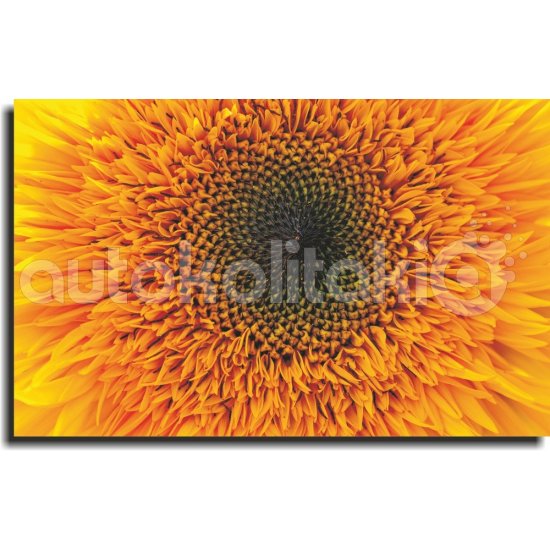 Πίνακας σε Καμβά - Ιλίανθος