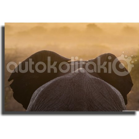 Πίνακας σε καμβά - Άγρια φύση 2