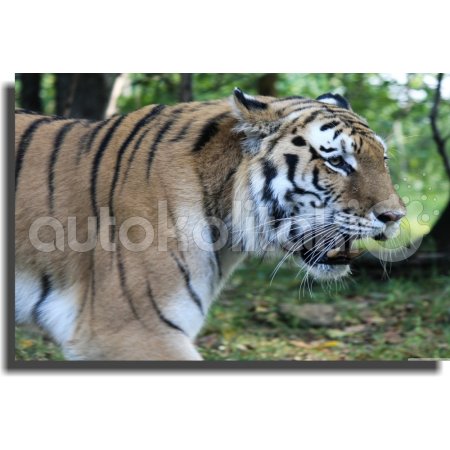 Πίνακας σε καμβά - Άγρια φύση 6