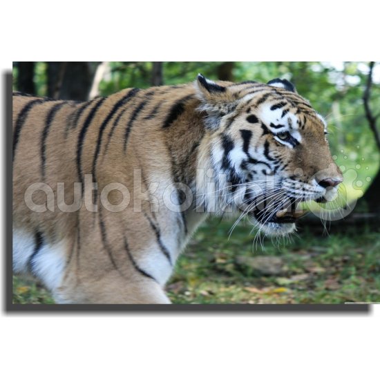 Πίνακας σε καμβά - Άγρια φύση 6